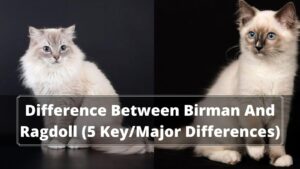 Birman Vs Ragdoll Comparison Guide In Oxford Pets