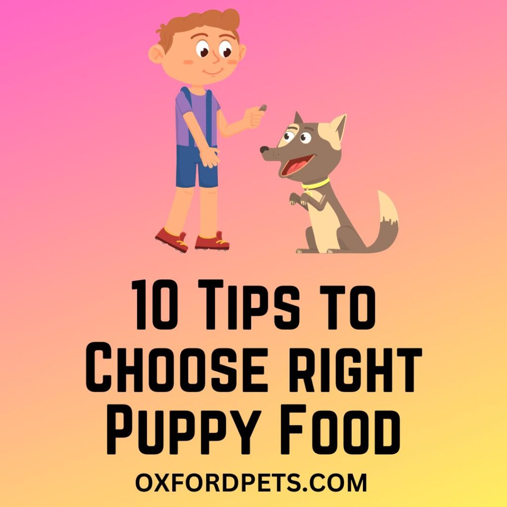 How to choose the puppy food