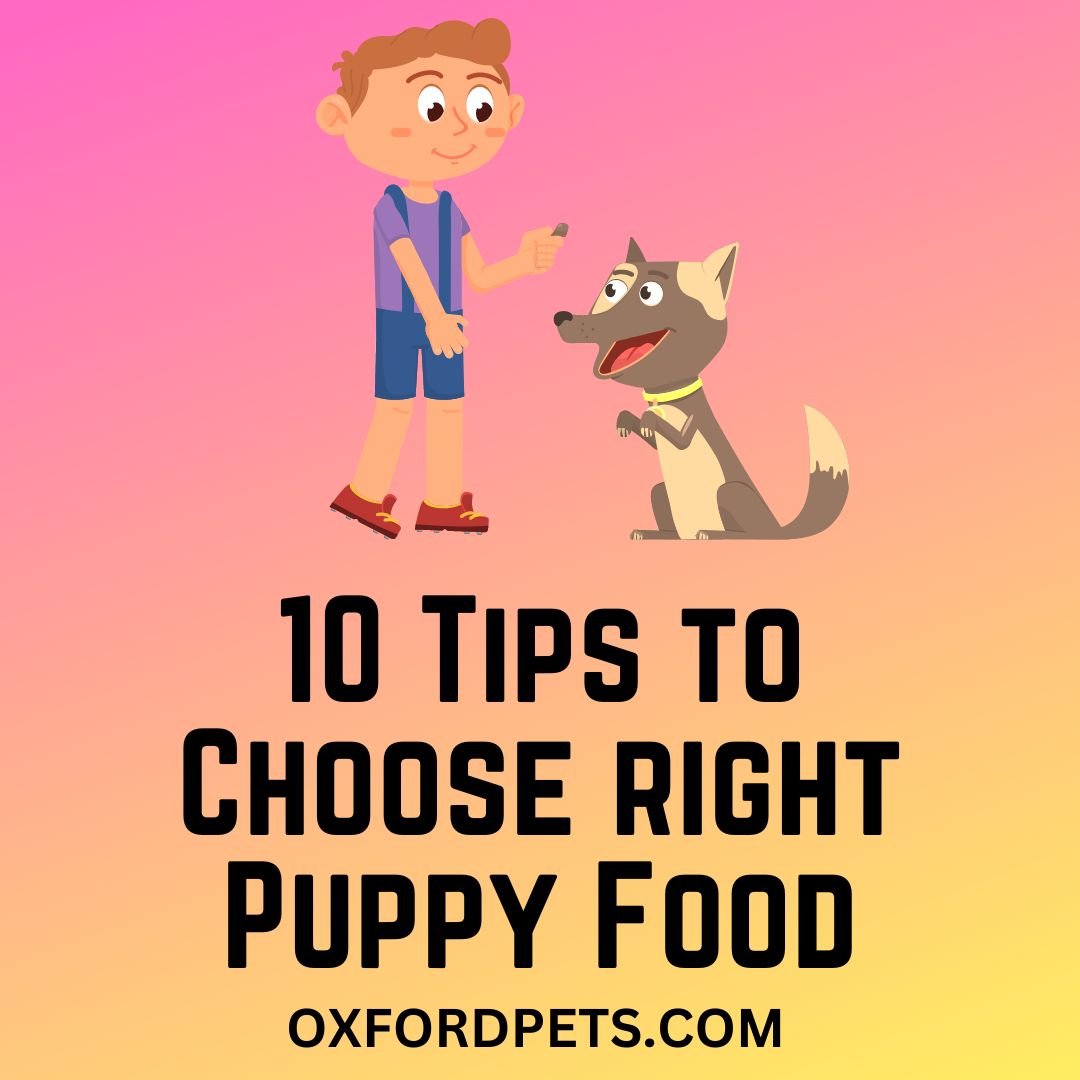 How to choose the puppy food