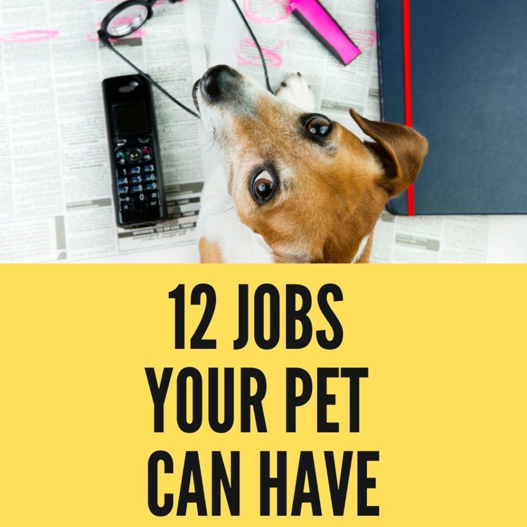 12 Jobs Your Pet Can Have