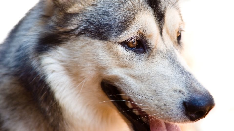 Alaskan Malamutes