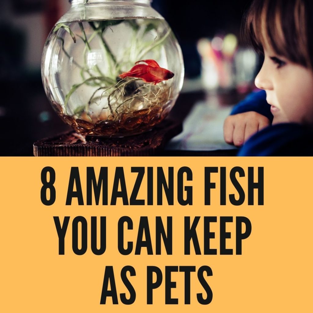 Amazing Fish You Can Keep as Pets