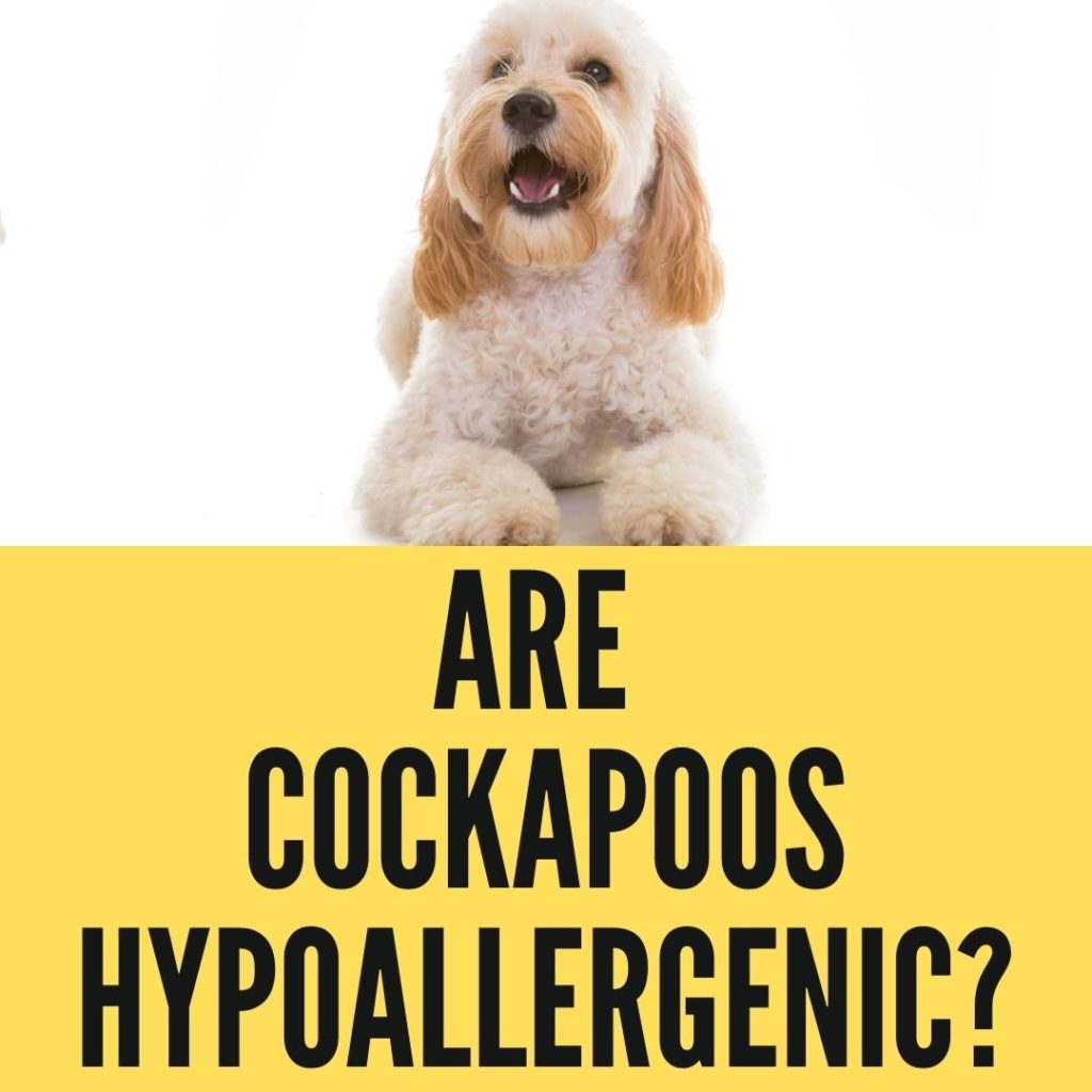 Are Cockapoos Hypoallergenic