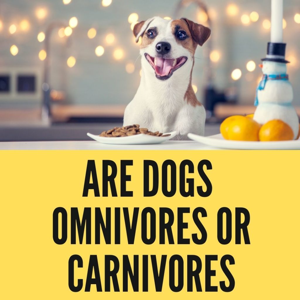 Are Dogs Omnivores or Carnivores?