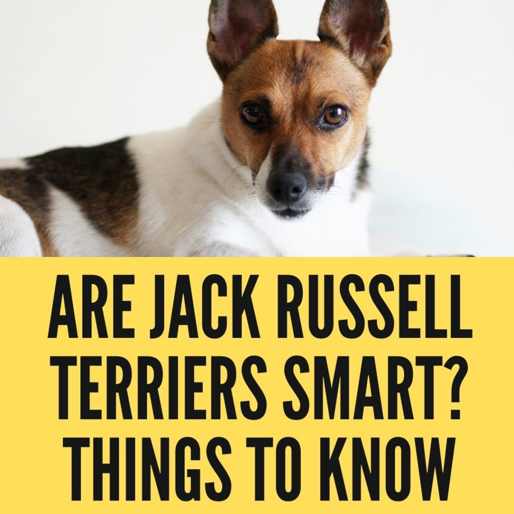 Are Jack Russell Terriers Smart
