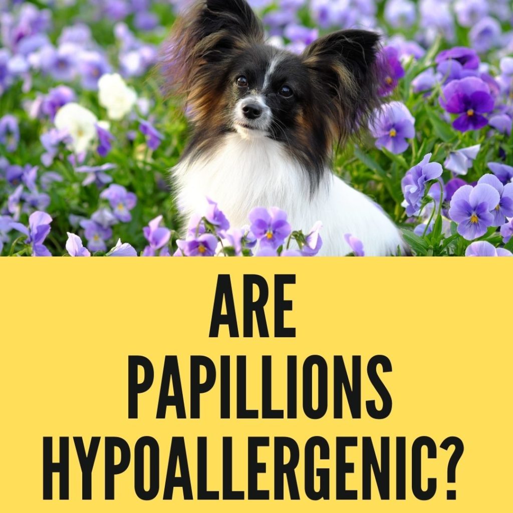 Are Papillions Hypoallergenic