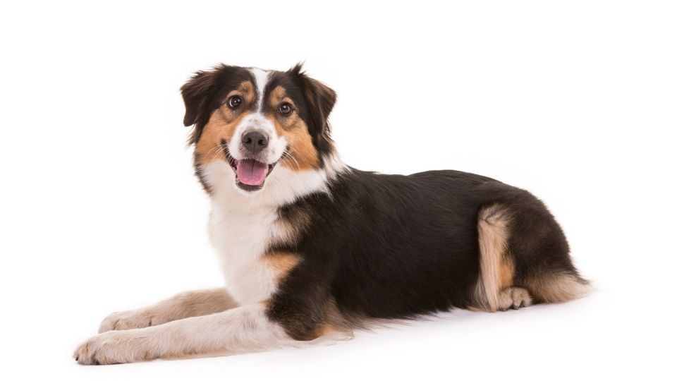 Australian Shepherd