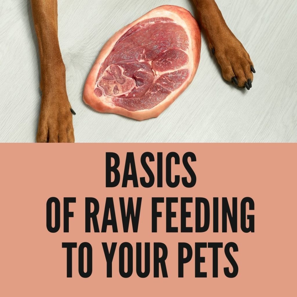 Basics Of Raw Feeding Your Pets