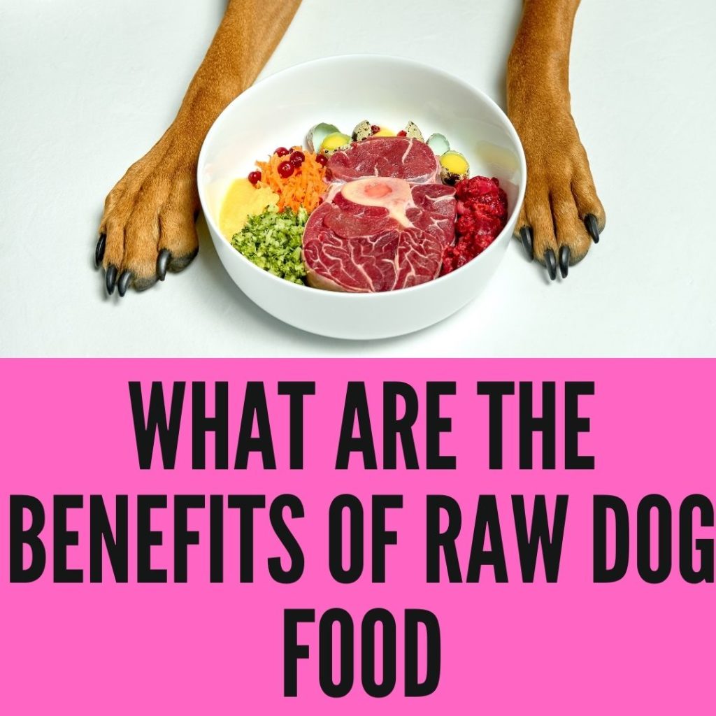 Benefits Of Raw Feeding Your dogs