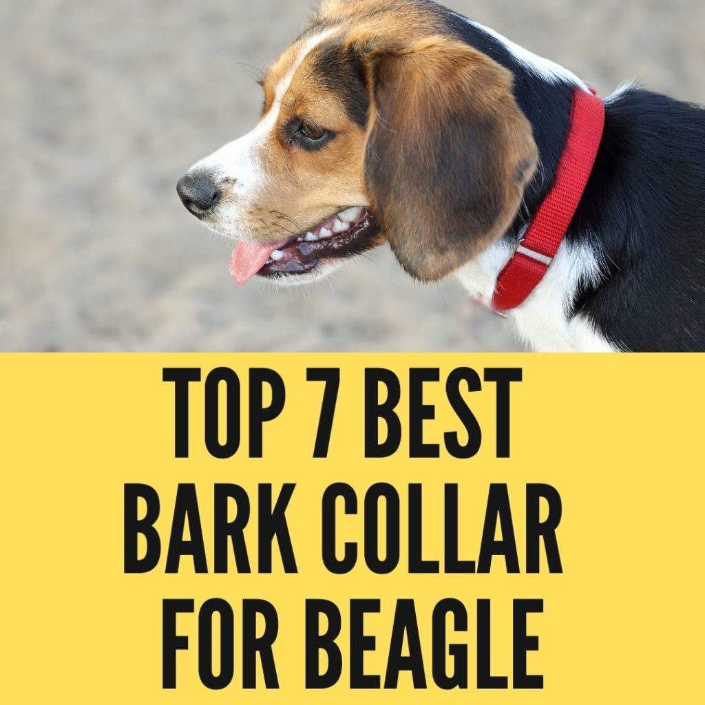 Best Bark Collar For Beagle