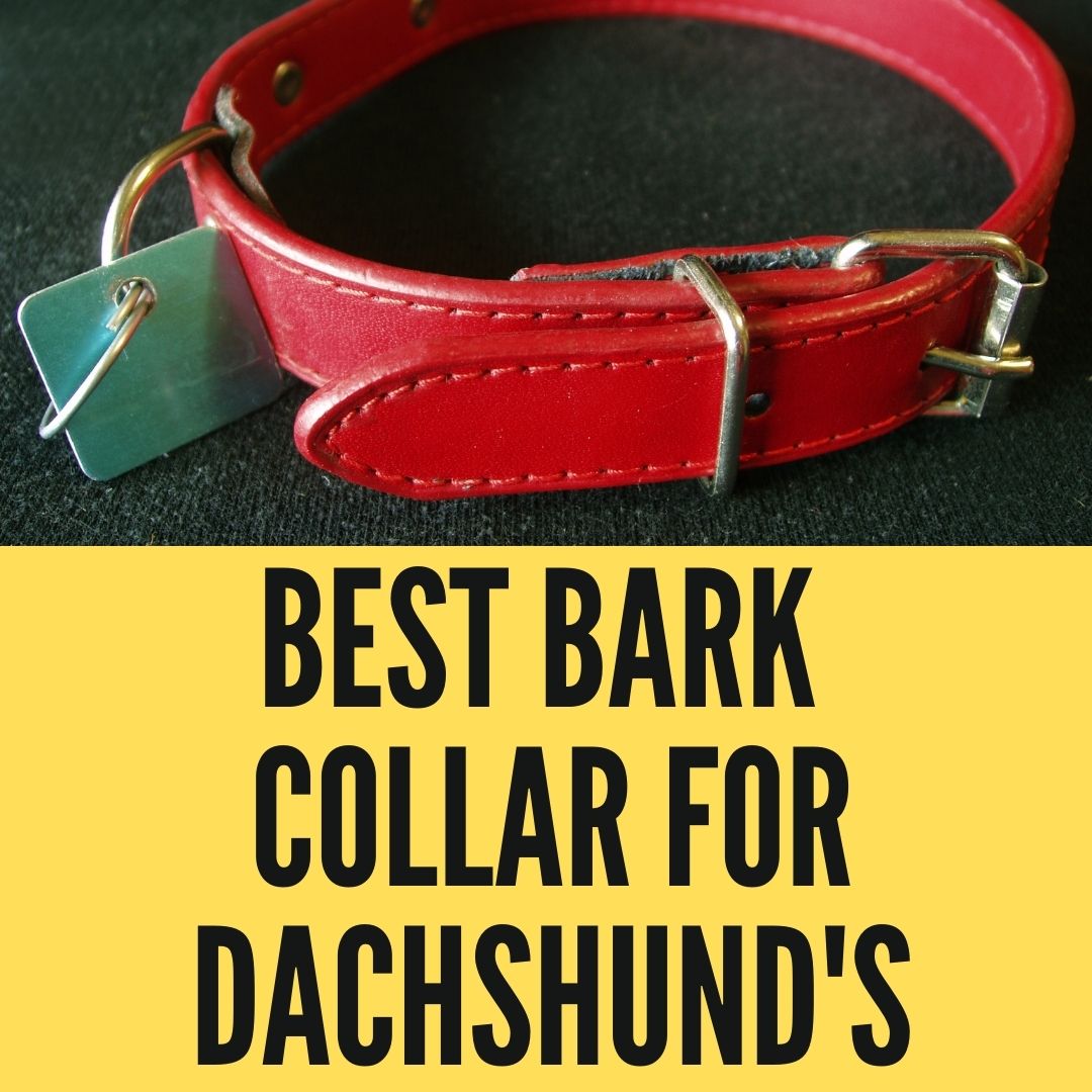 Best Bark Collar For Dachshund