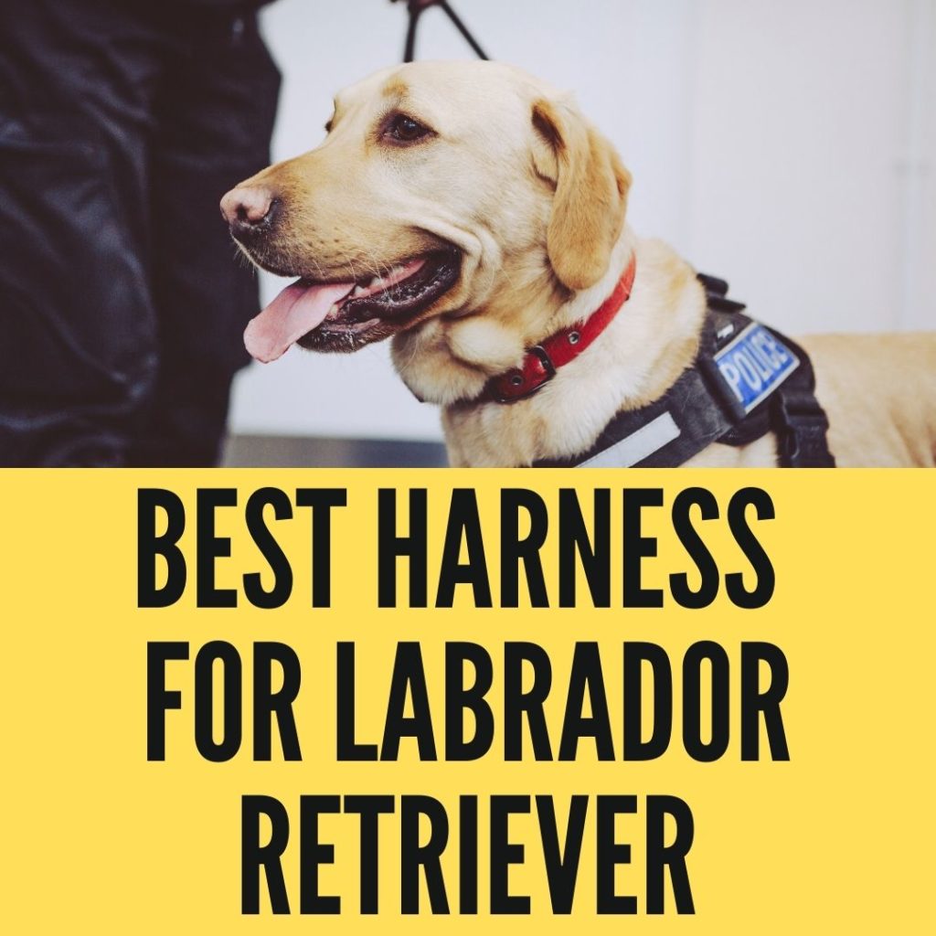 Best Harness For Labrador Retriever