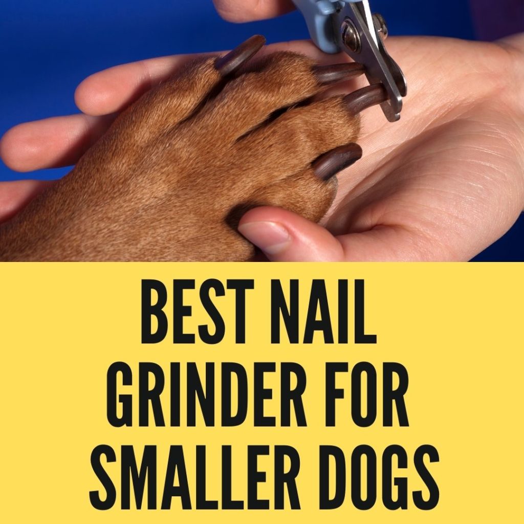 Best Nail Grinder For Small Dogs