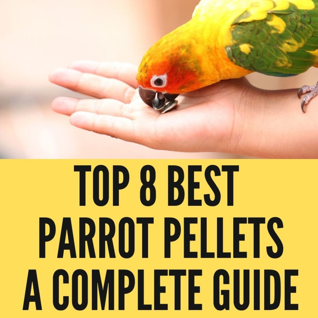 Top 8 Best Parrot Pellets