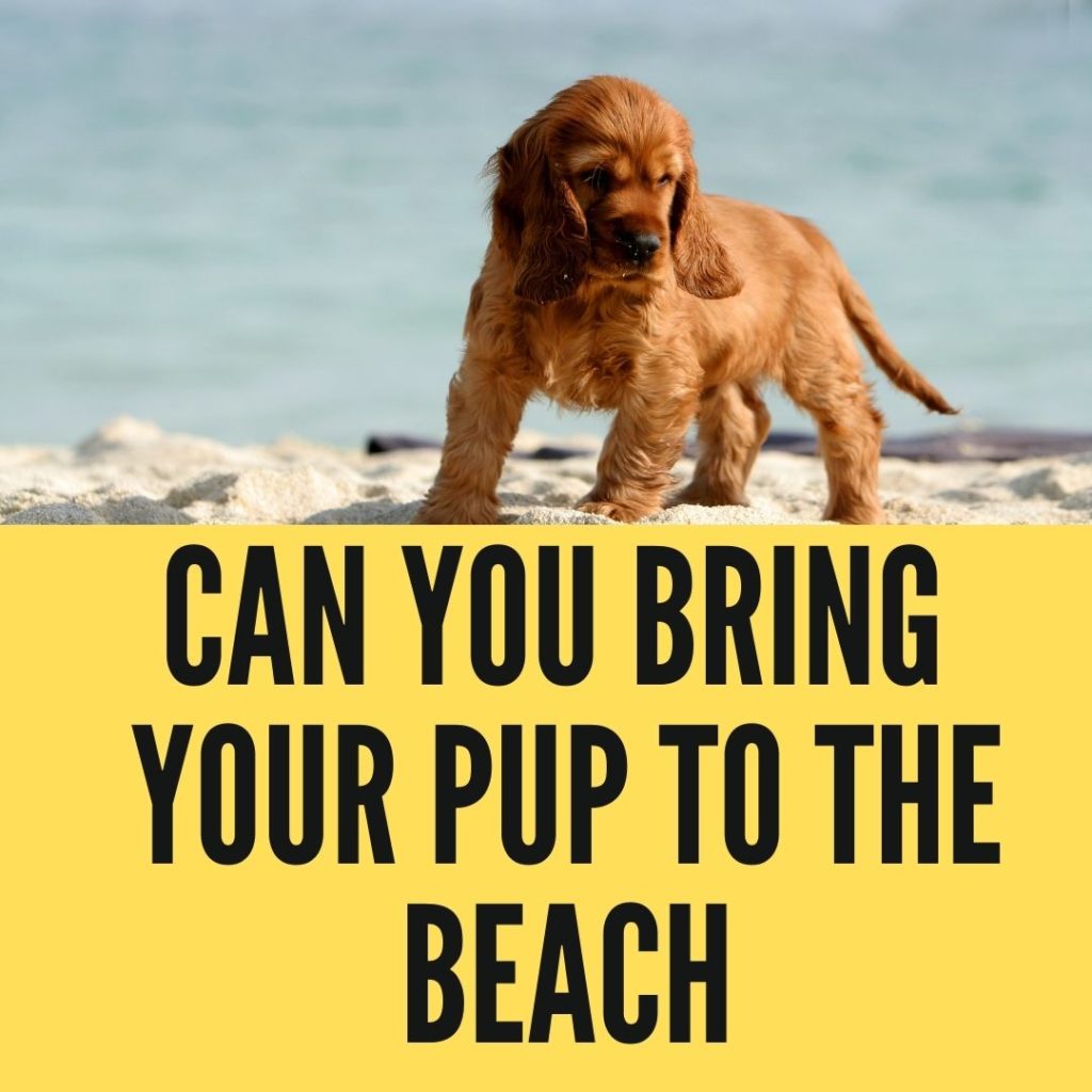 Bringing Your Pup to the Beach