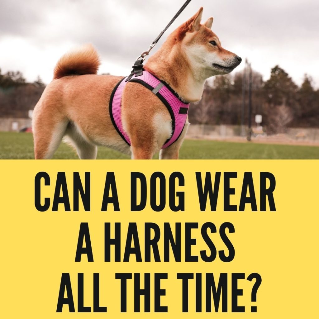 Can A Dog Wear A Harness All The Time