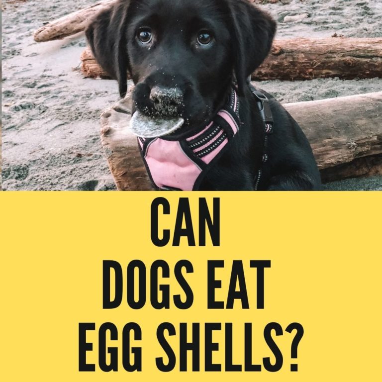 Can Dogs Eat Egg Shells? The Untold Truth Oxford Pets