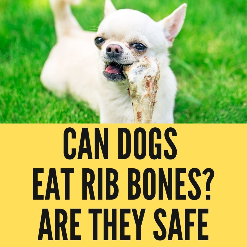 Can Dogs Eat Rib Bones. is it safe