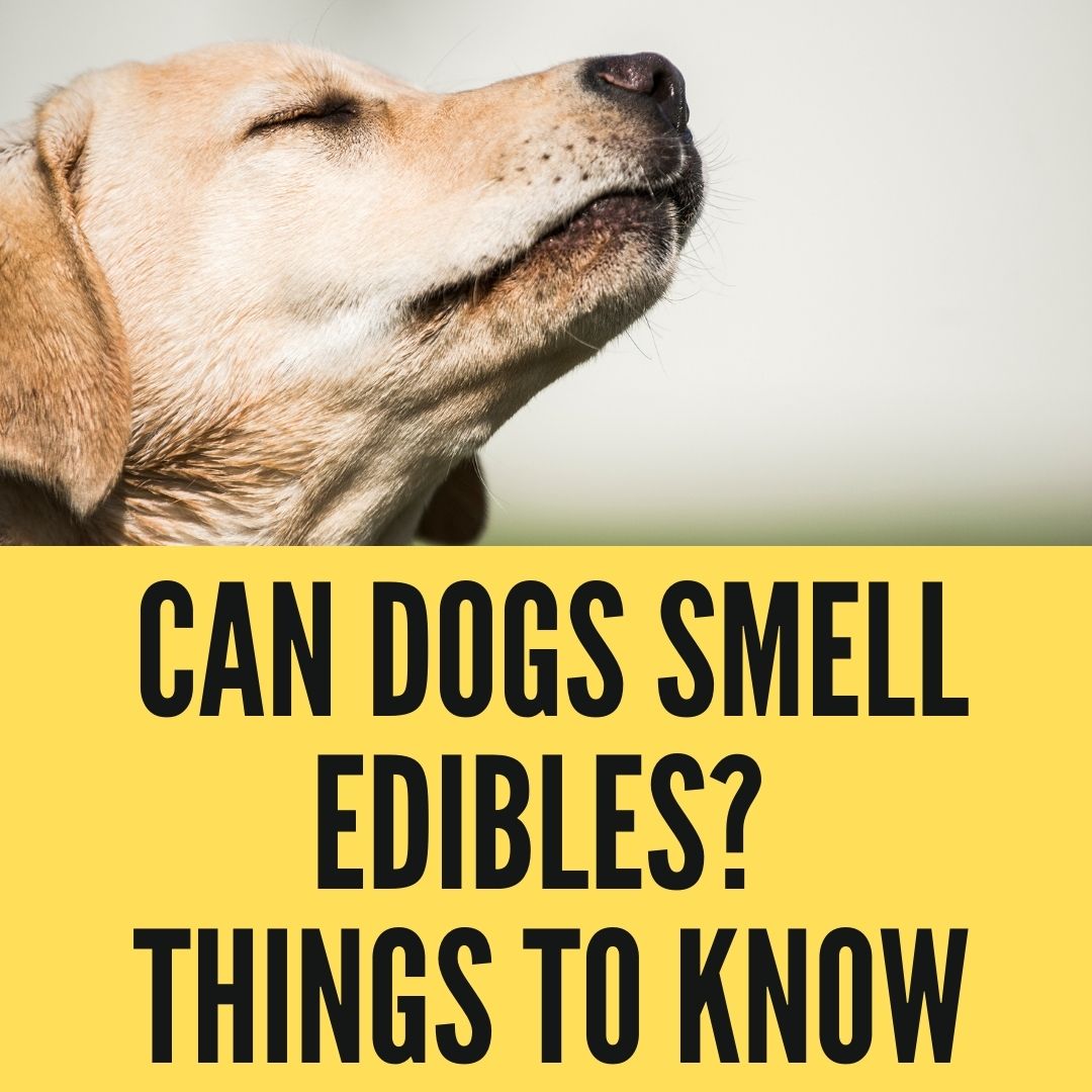 Can Dogs Smell Edibles? 5 Things You Should Know - Oxford Pets