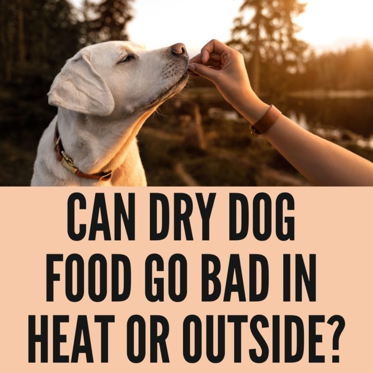 Can Dry Dog Food Go Bad In Heat? (2022 Guide) Oxford Pets