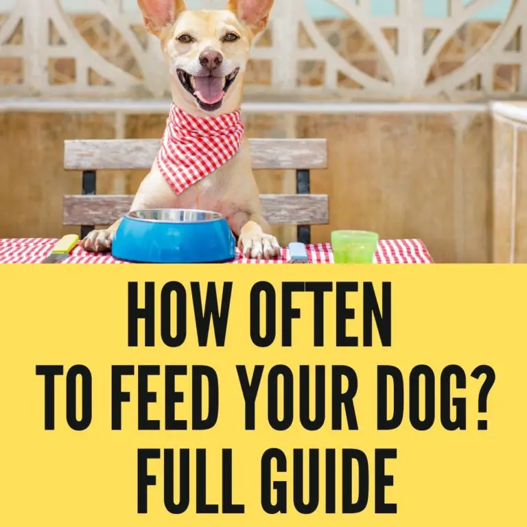 can-i-feed-my-dog-thrice-every-day-how-often-to-feed-your-dog