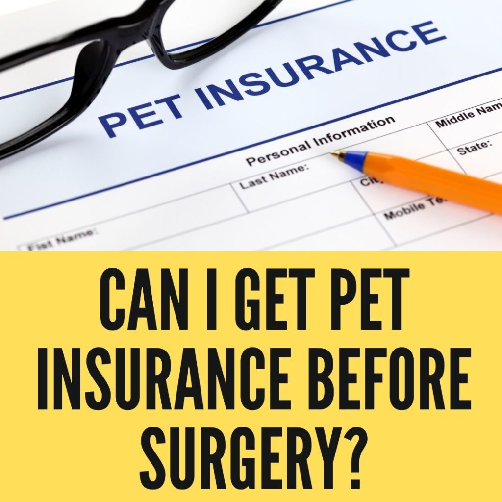 Can I Get Pet Insurance Before Surgery