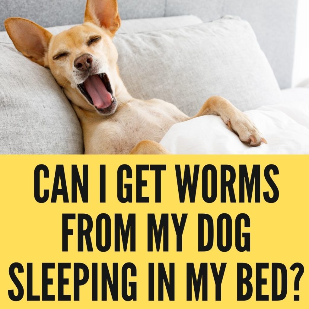 Can I Get Worms From My Dog Sleeping In My Bed