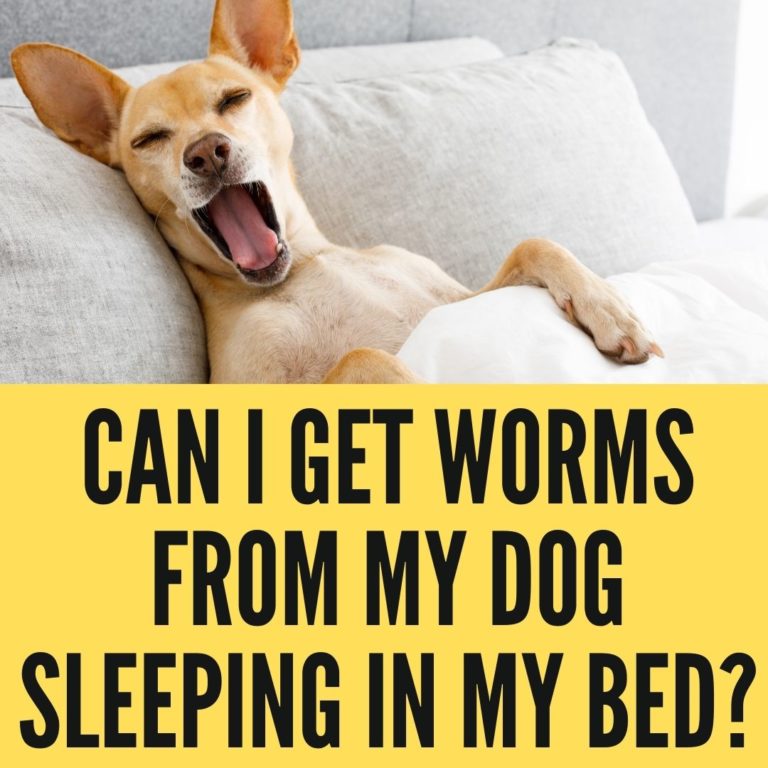 Can I Get Worms From My Dog Sleeping In My Bed? Oxford Pets