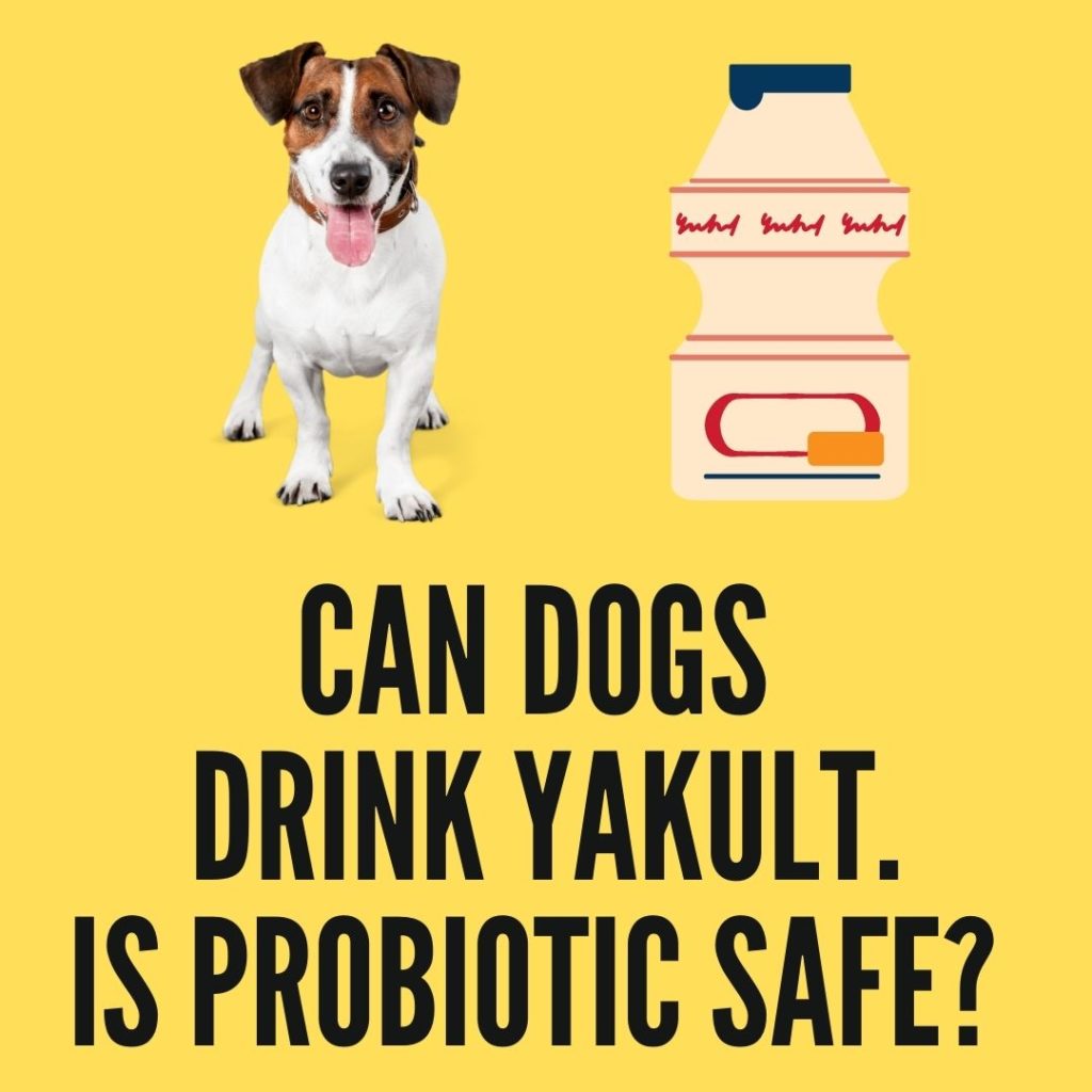 Can dogs drink Yakult