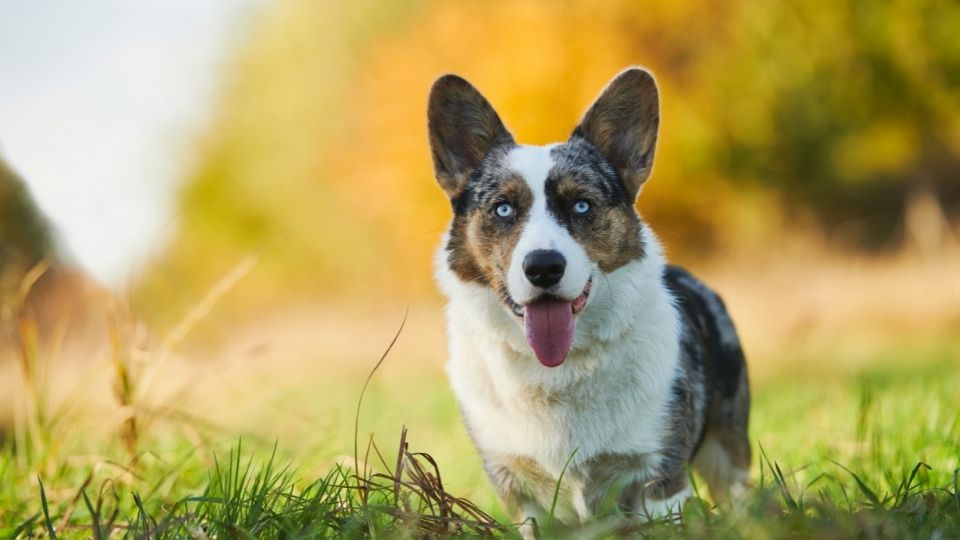 Cardigan Welsh Corgi