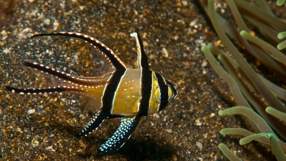 Cardinalfish Best Pet Fish 