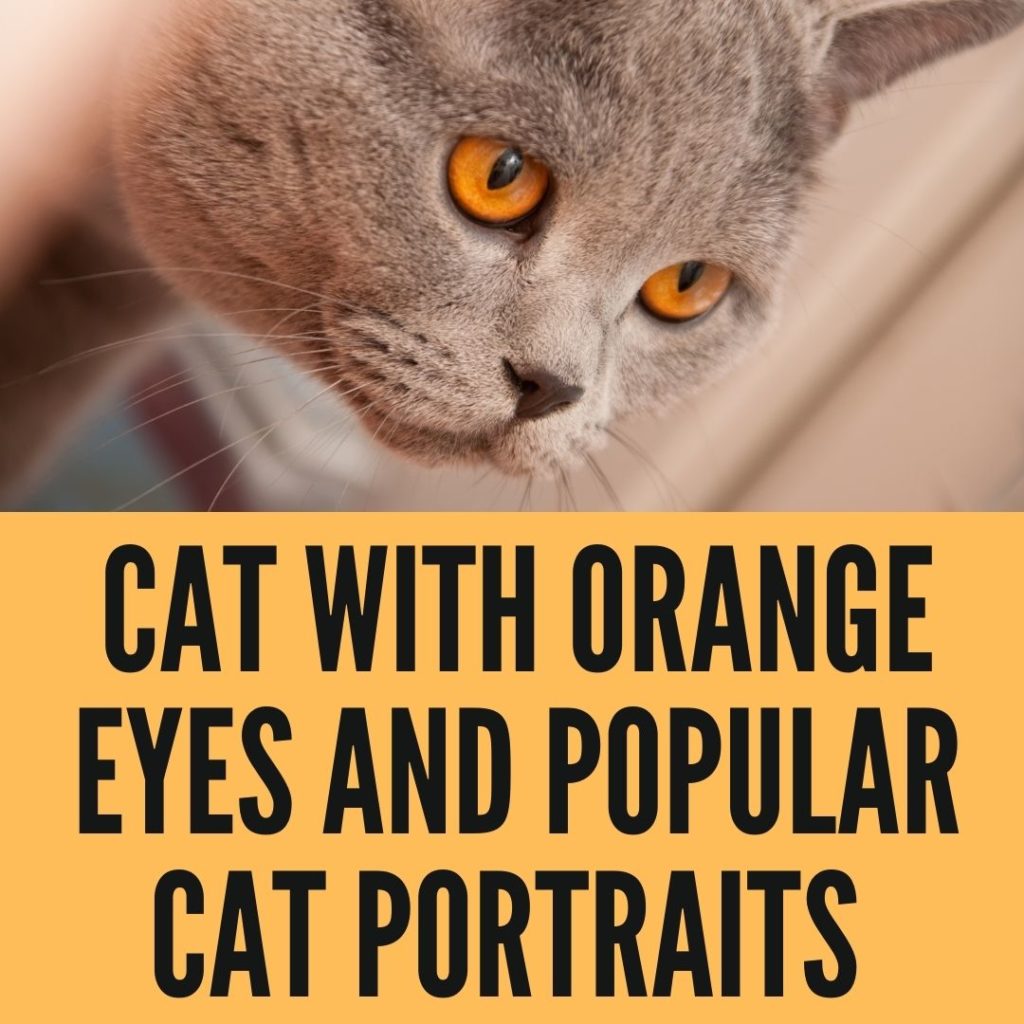 Cat With Orange Eyes And Other Most Popular Cat Portraits In The World