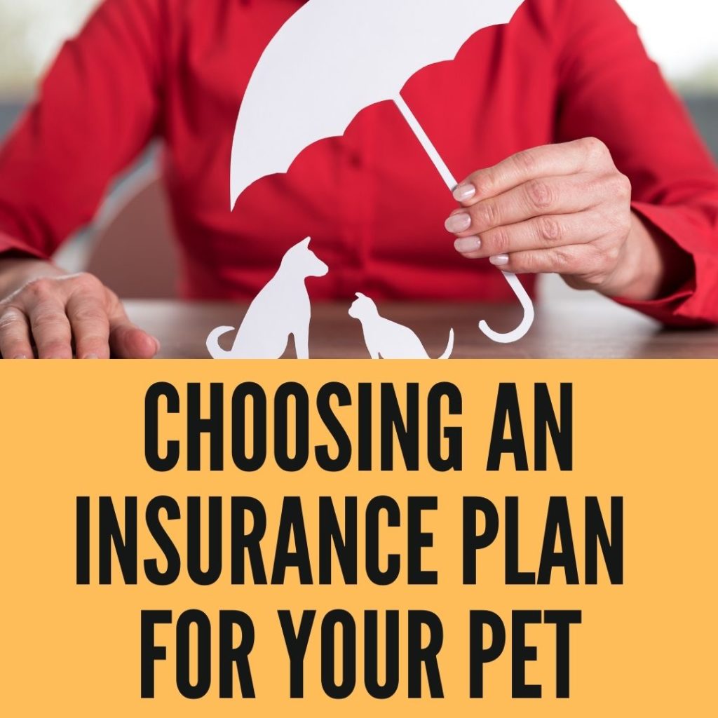 Choosing an Insurance Plan for Your Pet