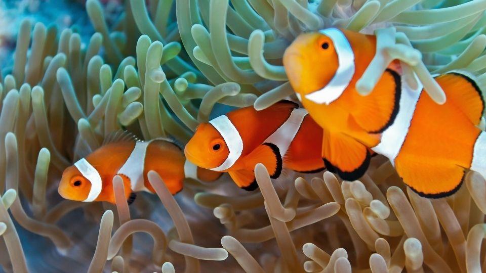 Clownfish