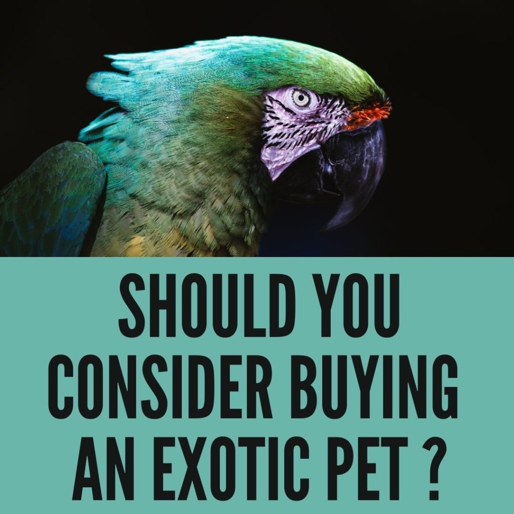 Consider Purchasing An Exotic Pet