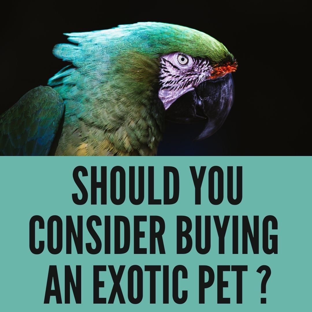 Should You Consider Purchasing An Exotic Pet? - Oxford Pets