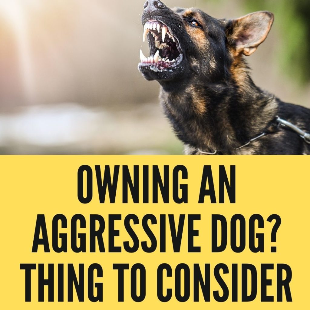 5 Considerations When Owning An Aggressive Dog