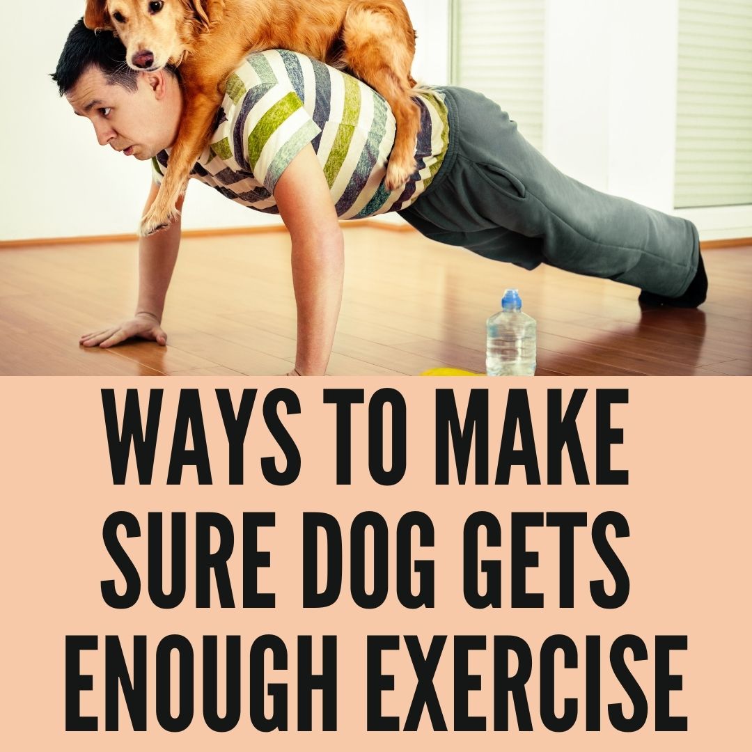 Creative Ways To Make Sure Your Dog Gets Enough Exercise