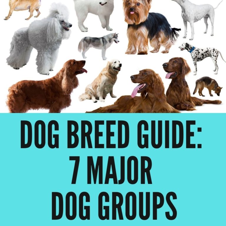 Dog Breed Guide: Explore the 7 Major Dog Groups - Oxford Pets