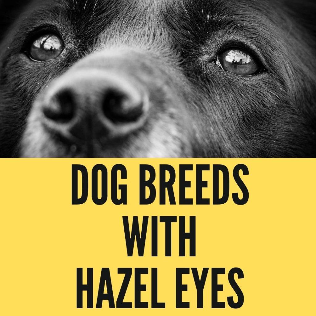 Dog Breeds With Hazel Eyes
