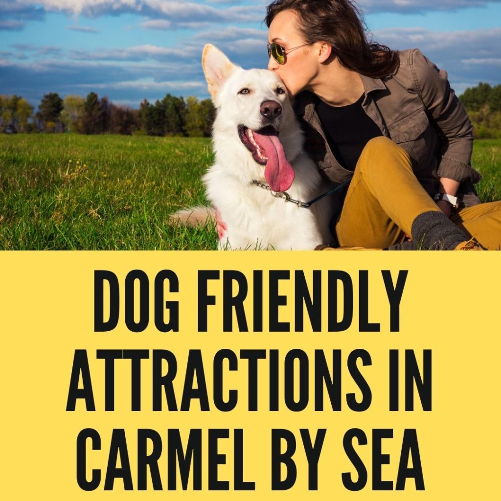 Dog Friendly Attractions In Carmel By Sea