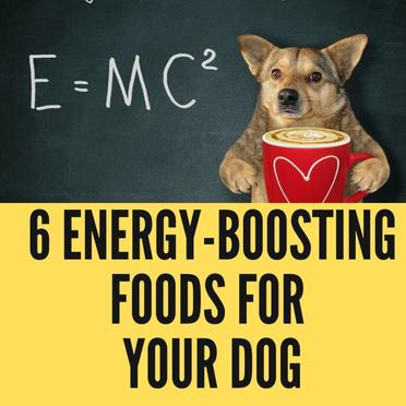 what gives dogs energy