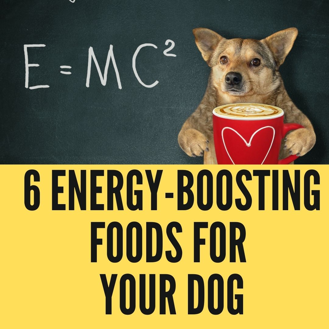 6 Energy-Boosting Foods You Can Give To Your Dog