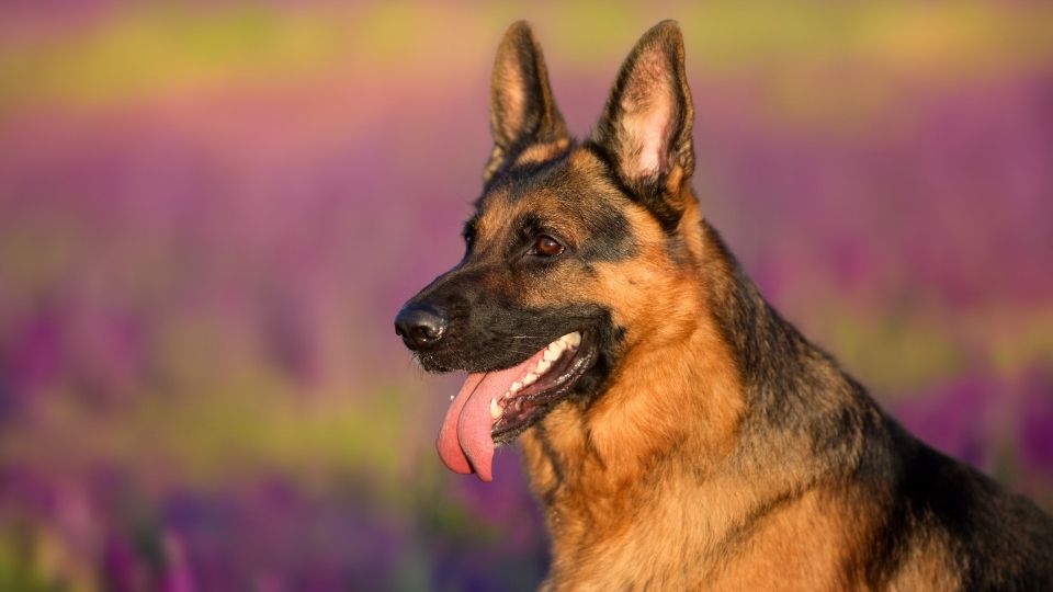 German Shepherd