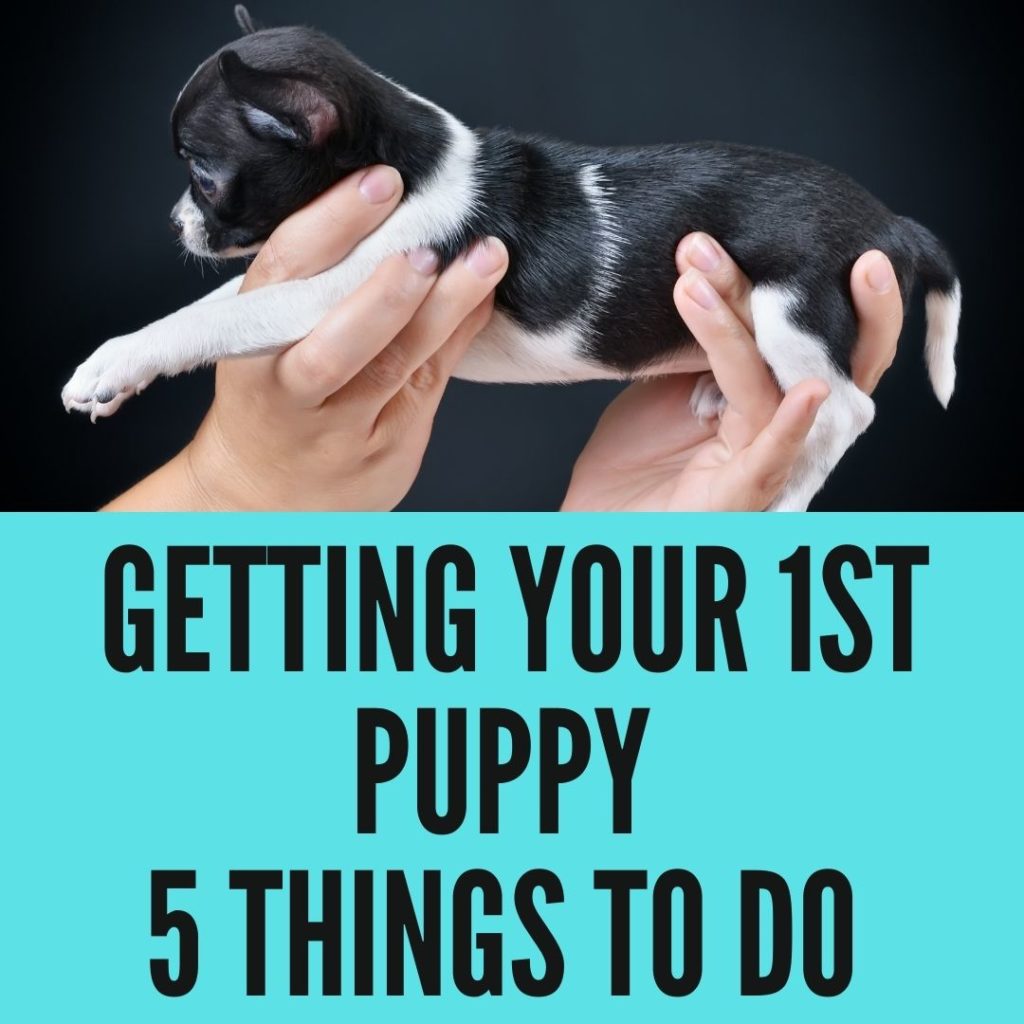 Getting Your First Puppy: 5 Things To Do As A Pet Owner