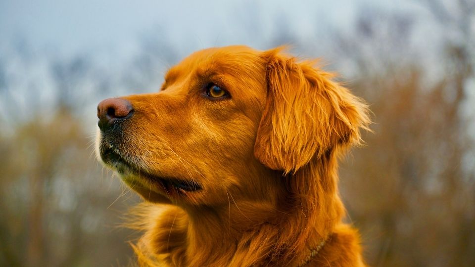 Golden Retriever