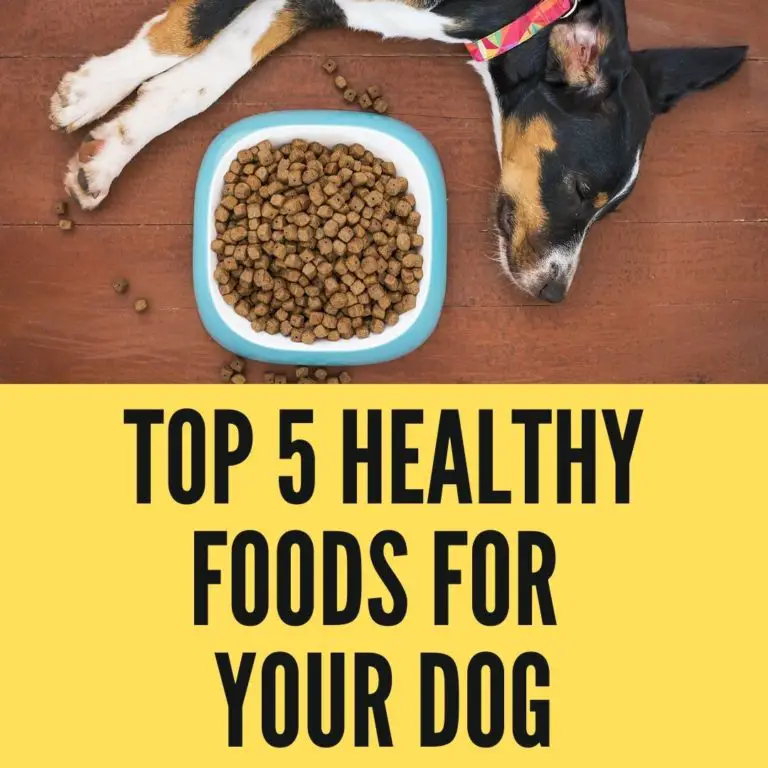 5 Healthiest Foods For Your Dog in 2024 Oxford Pets