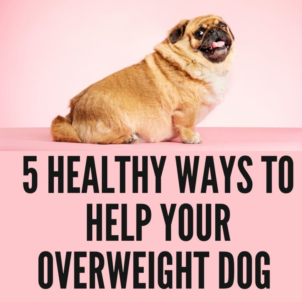 5 Healthy Ways To Help Your Overweight Dog
