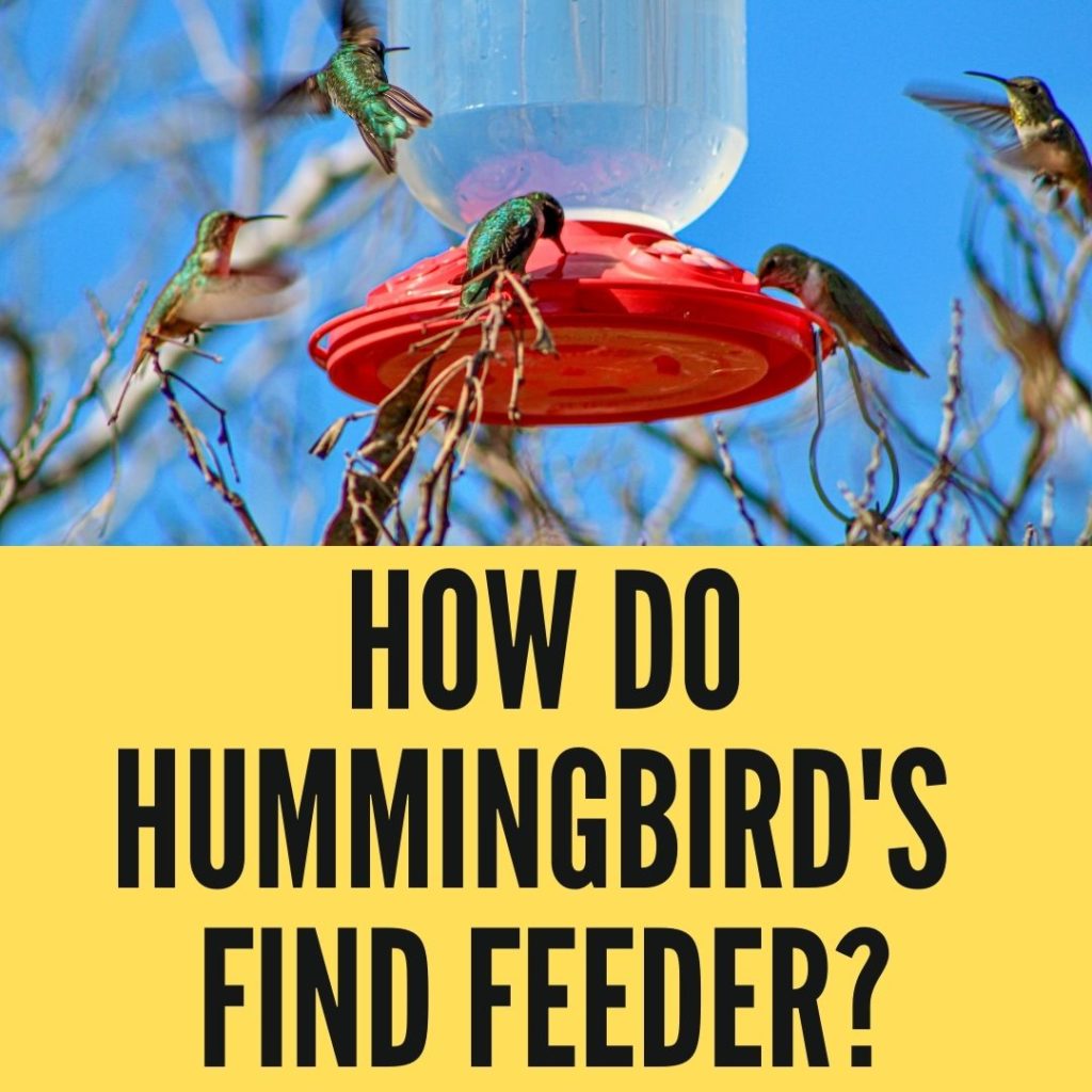 How Do Hummingbirds Find Feeder