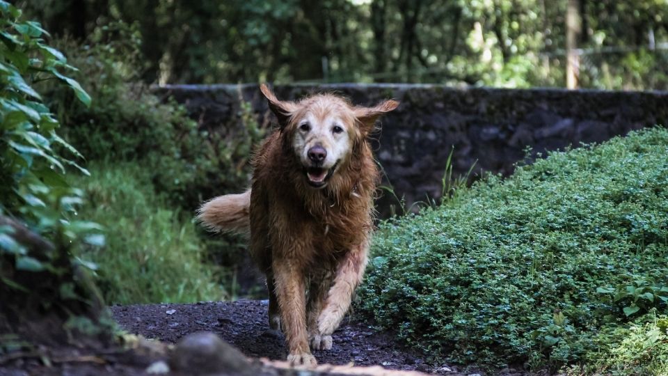 How Far Can A Dog Run Into The Woods? - Oxford Pets